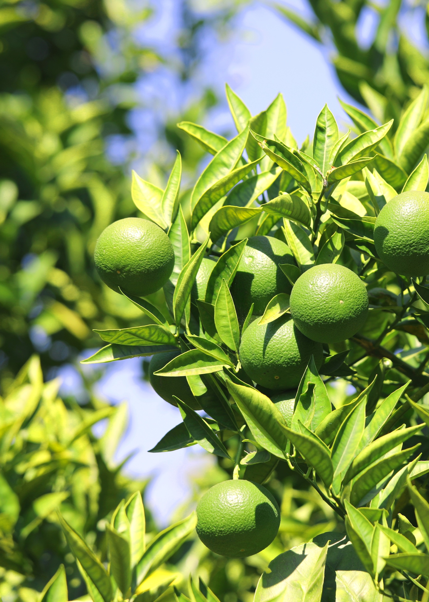 Bright greenSicilian limes hang from their tree branches against a sunny blue sky.