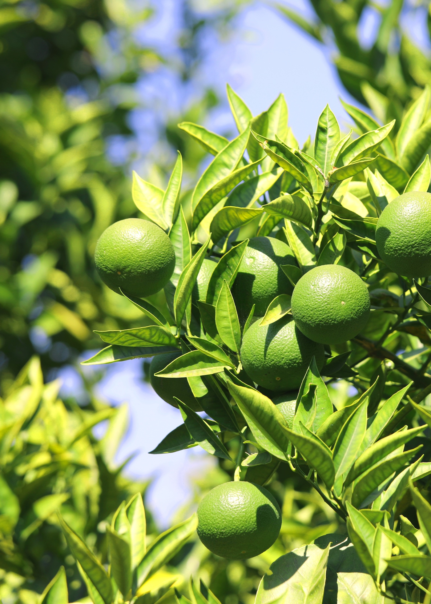 Bright greenSicilian limes hang from their tree branches against a sunny blue sky. 